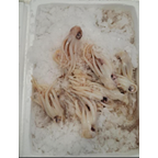 METRO Chef Калмари пипала Нова Зеландия