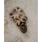 Октопод 200/300г