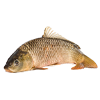 Шаран чистен без люспи