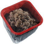 THE WORLD OF MUSHROOMS Майтаке Култивирано 150 г