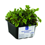 METRO Chef Микро киселец 250 г