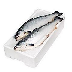 Losos chlaz. váž. cca 7 - 8 kg