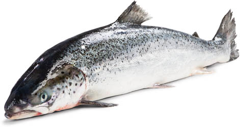 Losos obecný chlaz. váž. cca 9 kg+