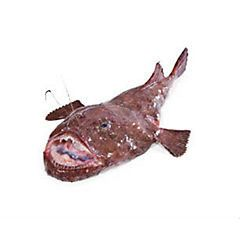 Ďas mořský celý chlaz. váž. cca 2 - 5 kg