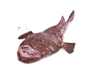 Ďas mořský celý chlaz. váž. cca 5 - 8 kg