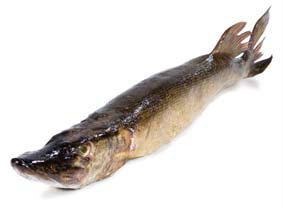 Štika filet s kůží chlaz. váž cca 500 - 800 g