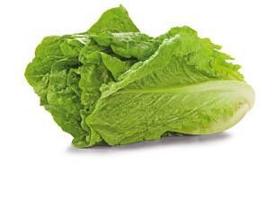 Salát římský 300+ CZ čerstvý 1 ks fólie