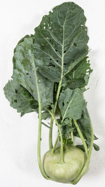 Kedlubna s natí 75+ CZ čerstvá 1 ks