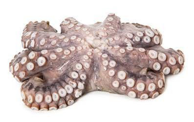 Chobotnice obecná chlaz. váž. cca 2,7 - 3,6 kg