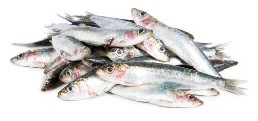 Sardinka obecná 32-34 ks chlaz. váž. cca 1 kg