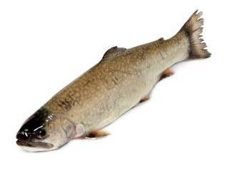 Siven americký kuchaný chlaz. váž. cca 180 - 280 g