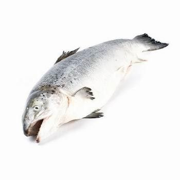 Losos skotský chlaz. váž. cca 4 - 5 kg