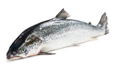 Losos obecný chlaz. váž. cca 4 - 5 kg