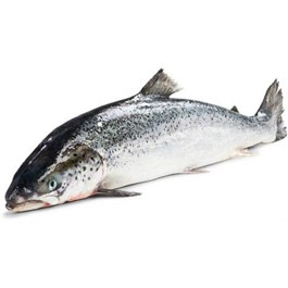 Losos obecný chlaz. váž. cca 5 - 6 kg