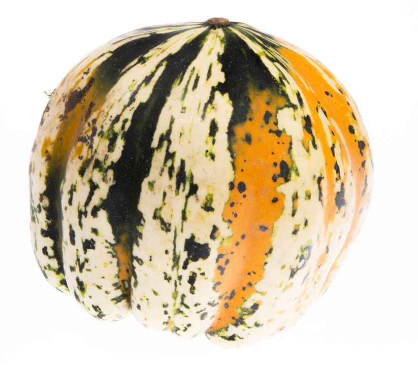 Tykev okrasná čerstvá váž. 1 ks