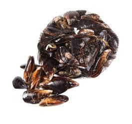 Slávka středomořská chlaz. váž. cca 1 kg