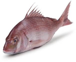 Zubatec hrbohlavý chlaz. váž. cca 1 - 2 kg