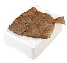 Kambala velká chlaz. váž. cca 1,5 - 2 kg