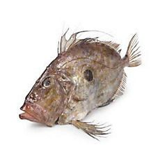 Ryba sv. Petra chlaz. váž. cca 500 - 800 g