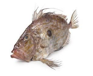 Ryba sv. Petra chlaz. váž. cca 0,8 - 1 kg