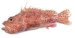 Ropušnice obecná kuchaná chlaz. váž. cca 0,5 - 1 kg