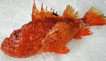 Ropušnice obecná kuchaná chlaz. váž. cca 1 - 1,5 kg