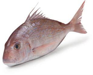 Pražman obecný chlaz. váž. cca 0,8 - 1 kg