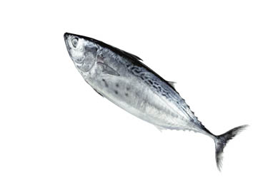 Pelamida obecná chlaz. 0,5 - 1 kg