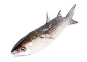 Cípal evropský nekuchaný chlaz. váž. cca 250 - 500 g