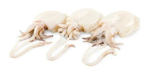 Sépie obecná očištěná chlaz. váž. cca 500 - 1000 g