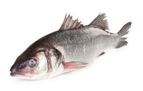 Vlk mořský kuchaný chlaz. váž. cca 1 - 2 kg