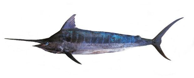 Mečoun obecný kuchaný s hlavou chlaz. váž. cca 20 - 30 kg