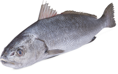 Smuha královská chlaz. váž. cca 2 - 3 kg