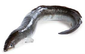 Úhoř mořský kuchaný chlaz. váž. cca 7 - 10 kg