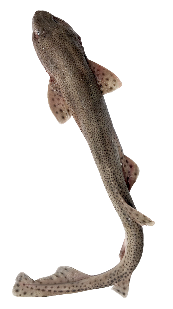 Máčka skvrnitá kuchaná chlaz. váž. cca 200 - 500 g