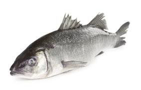 Mořský vlk nek. 400-600 g chlaz. Friulpesca S.R.L.