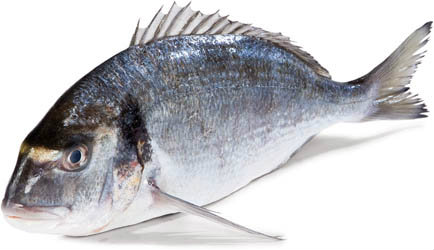 Pražma královská filet chlaz. váž. cca 70 - 90 g