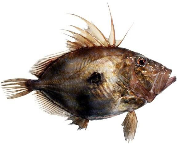 Ryba sv. Petra chlaz. váž. cca 2 - 3 kg