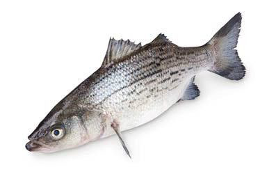 Vlk mořský chlaz. váž. cca 250 - 350 g