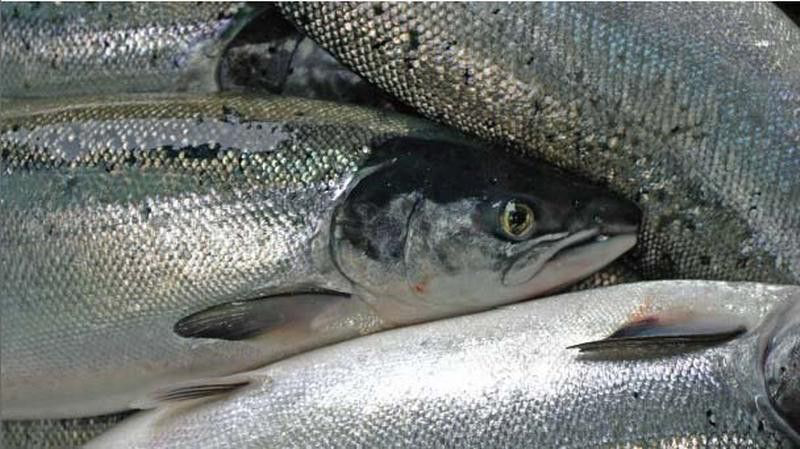 Losos skotský chlaz. cca 5 - 6 kg/ks