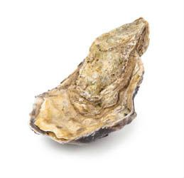 Ústřice velká Fines DC N°1 48 ks chlaz. váž. cca 1 kg