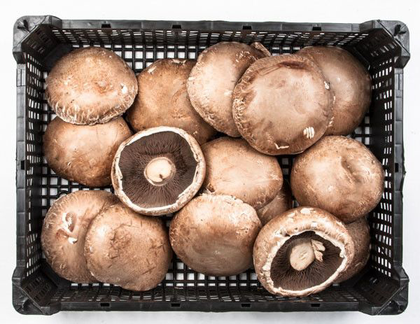 HOLOUBEK A PRAVNUCI Žampiony Portobello PL čerstvé 1,5 kg