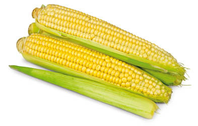 Kukuřice lahůdková 300+ klas čerstvá 1 ks
