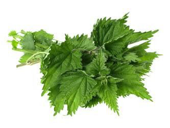 Kopřiva čerstvá 50 g