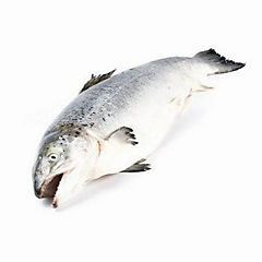 Losos obecný skotský Label Rouge chlaz. váž. cca 4-6 kg