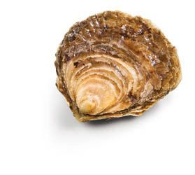 Ústřice jedlá plochá Belon čerstvá N°1 chlaz. váž. 50 ks