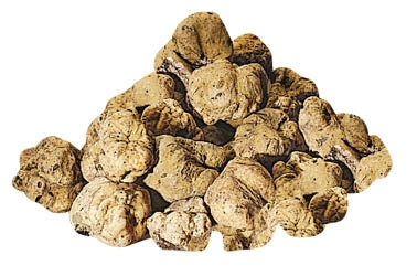 HOLOUBEK A PRAVNUCI Lanýž bílý Tuber magnatum čerstvý 50 g