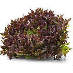 SALÁT CRISPY CERVENY 200G I.KS