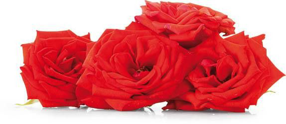 Jedlé květy Růže chlaz. 26 g vanička