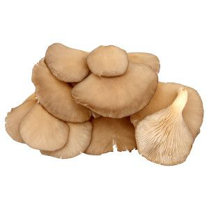 Hlíva ústřičná I. čerstvá 1,5 kg karton